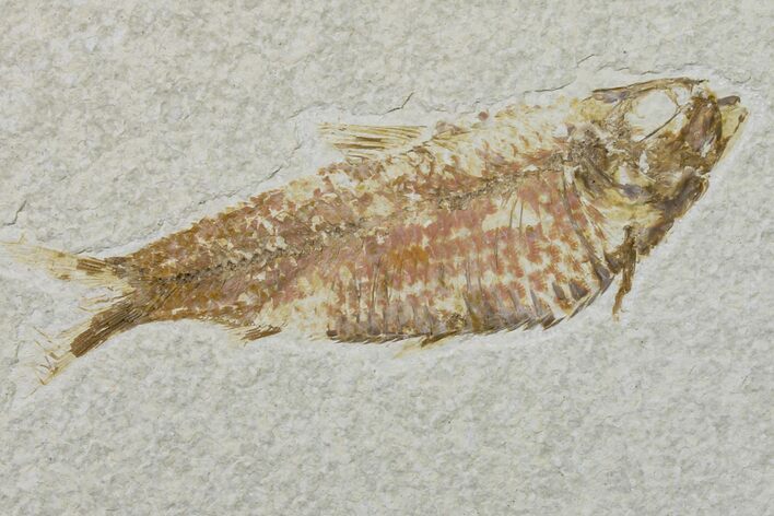 Fossil Fish (Knightia) - Wyoming #159532
